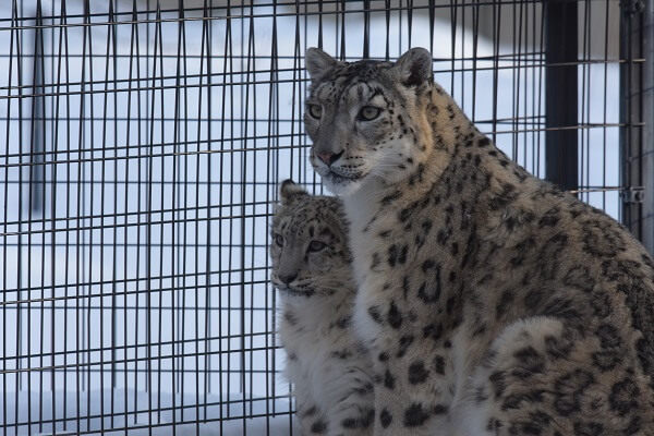 snow_leopard