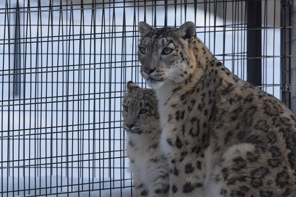 snow_leopard
