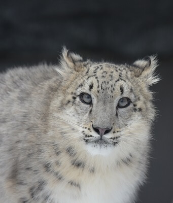 snow_leopard
