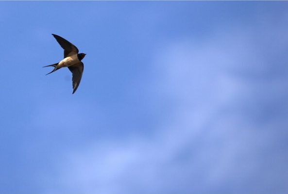 Sparrow, flying-bird